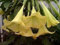 10 Semi di luce gialla Brugmansia 3589