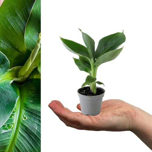 Musa Acuminata Banana Plant in 6cm Pot - Mini Indoor Plant - Fast Growing Evergreen Perennial (2 Plants)