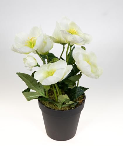 Christrosenbusch 26cm im Topf PM Kunstblumen künstliche Christrose Pflanzen Blumen Kunstblumen Helleborus (Weiß)