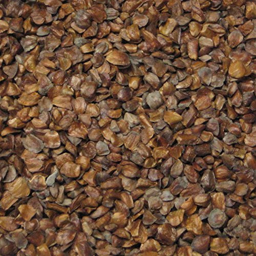 250 grani di cipresso di Monterey Confezione Cupressus Macrocarpa