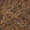 250 grani di cipresso di Monterey Confezione Cupressus Macrocarpa