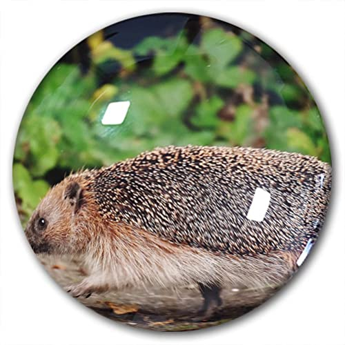 Kühlschrankmagnet, Igel, dekorativer Magnet, Reise-Souvenir, Kristallglas