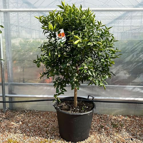SAVINI VIVAI Clémentine, Arbre Clémentine Commun en Pot de 70 cm Hauteur 180-200 cm 16-18 Ans Greffage, Fabriqué en Italie