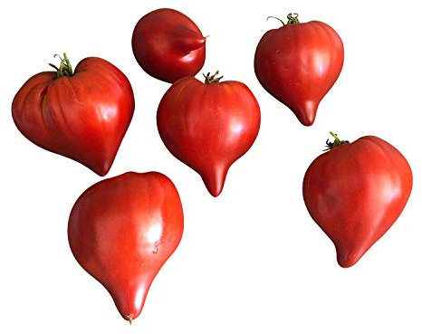 Tomate -Teton de Venus (Venusbrust Groß)- 10 Samen
