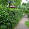 Gardline - Irischer Efeu Hedera hibernica 80-100 cm IM TOPF. 10-500 Pflanzen. Winterhart - 20 St. (ca. 4,5 Meter)