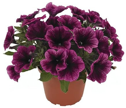 Petunia Planta Natural de Floración Duradera Ideal para Balcones