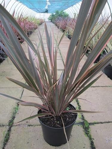 Neuseelandflachs Rainbow Queen - Phormium tenax Rainbow Queen (40-60)