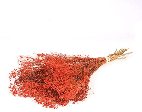 FloristryWarehouse Dyed Bunch of Dried Broom Bloom 40cm/15 Inches Burnt Orange