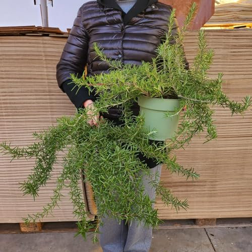 POWERS TO FLOWERS - ROSMARINO STRISCIANTE, PROSTRATO, REPENS BIO, REPENS, 2 PIANTE, vaso 18cm, piante vere