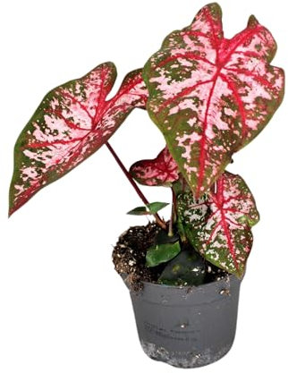 Plant in a Box - Caladium Carolyn Whorton - Tropische Zimmerpflanze - Topf 13cm - Höhe 25-40cm