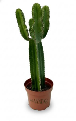 Vandas Euphorbia Eritrea – Pianta Grassa Succulenta da Giardino e Interno | Vaso Diametro 17 cm, Altezza 70 cm | Fusti Eretti e Ramificati | Facile Cura e Resistente alla Siccità | Made in Italy
