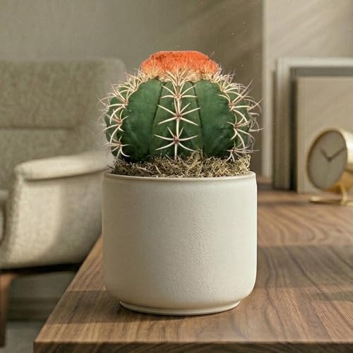 GardenersDream Melocactus Matanzanus Cactus en Pot – Plante d’Intérieur Florifère à Couronne Laineuse – Plante Dépolluante pour Bureaux, Étagères & Rebords de Fenêtre