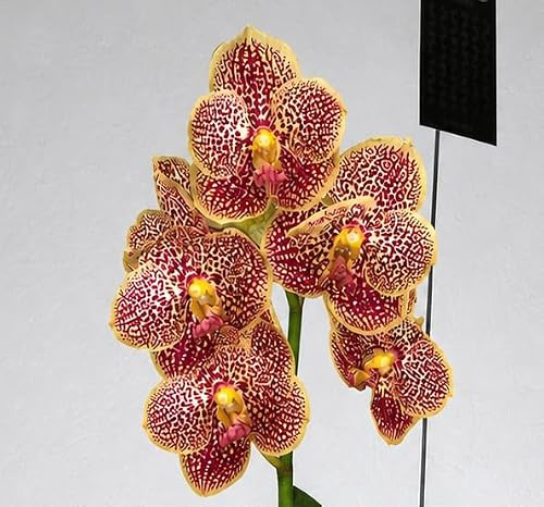 Orchideen Vanda Orchideen Vanda Golden Flame blühfähig ohne Blüte