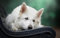 LHJOY impossible clear jigsaw puzzle 1000 pieces Dog white swiss shepherd