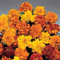 50 graines de calendula - Mix annuel Aurora Français