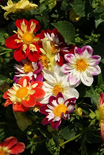 Dahlia Seeds - Mixed Dandy/Collarette - Approx 50 - UK Grown - Vibrant Summer to Autumn Blooms for UK Gardens