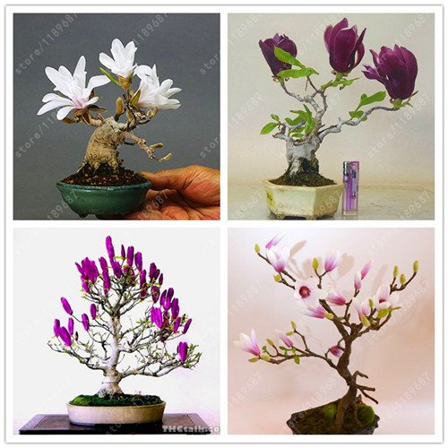 Mischung: 30 Stück/Magnolien-Halbbonsai, Mini-Magnolien-Bonsai, halbblättrige Fiori-Bonsai zwischen Innen- und Innenbereich im Topf für den Hausgarten