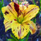 Winterhart Zwiebeln Blumenzwiebeln MehrjäHrig Winterhart Taglilien Winterhart MehrjäHrig Hemerocallis Pflanzen Pflegeleichte Gartenbepflanzung Im Freien-3bulbs-J