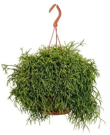 Cactus de coral Rhipsalis Baccifera Oasis – Planta de interior – Ø17 cm – 45 cm