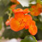 300 pcs christusdorn zimmerpflanze samen - seed mittagsblume winterhart,Euphorbia milii, pflanzensamen winterfeste pflanzen für garten wildblumensamen bienenwiese saatgut bodendecker