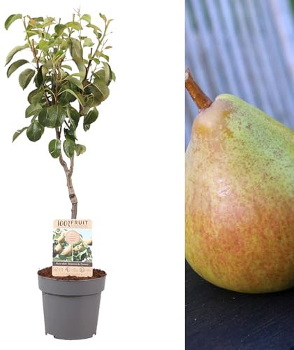 Carbeth Plants - Pear Fruit Tree Doyenne du Comice in 4L Pot - Approx 90cm Tall - Hardy Pyrus Small Garden Tree - Easy to Grow Variety Outdoor Garden Ready - Flavoursome Tasty Dessert Pear