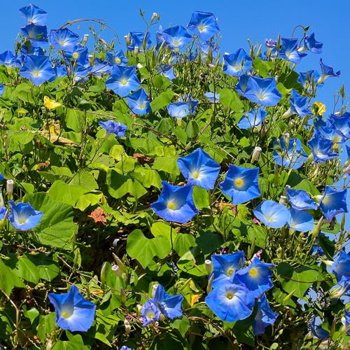 Morning Glory Heavenly Blue Seeds – Sky-Blue Flowers – Must Have for Trellis, Borders & Containers – Half Hardy Annual – for Your Beautiful Garden