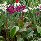 Semillas de flores (Heartleaf Bergenia cordifolia Bergenia) 15 + 60 + (Semillas)