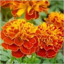 Neue frische 100 Stück Meroon Tagetes patula Blumensamen Generisch