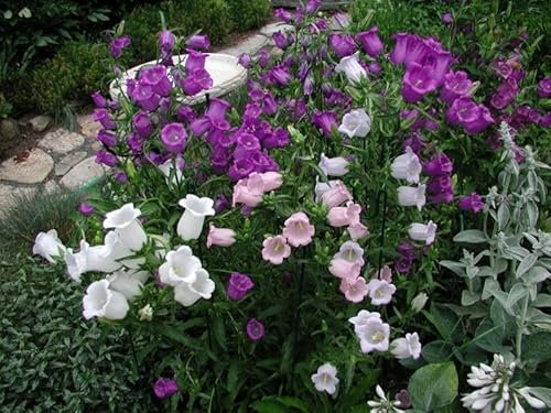 Buy4seeds Flower Canterbury Bells Cup & Saucer Campanula 800 Seeds Easy to Grow