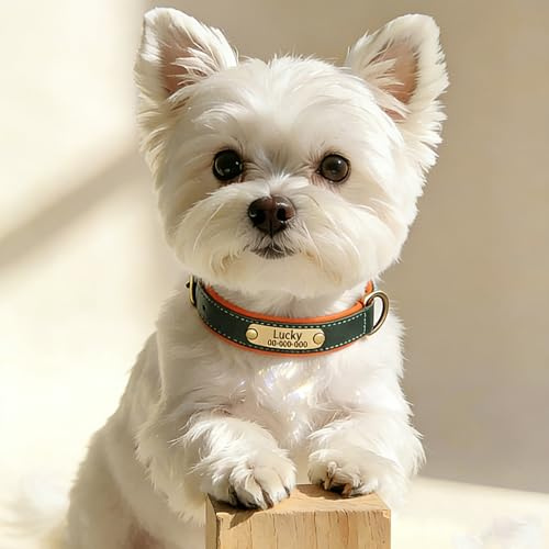 Collar Perro Personalizado Grabado Collar de Cuero con Nombre Placa Identificación para Perros Pequeños Medianos Gatos