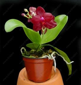 50 PC Mini Orchideensamen Mini Bonsai Blume Phalaenopsis-Orchideen, seltene Phalaenopsis Blumensamen für zu Hause Gartenbedarf 9