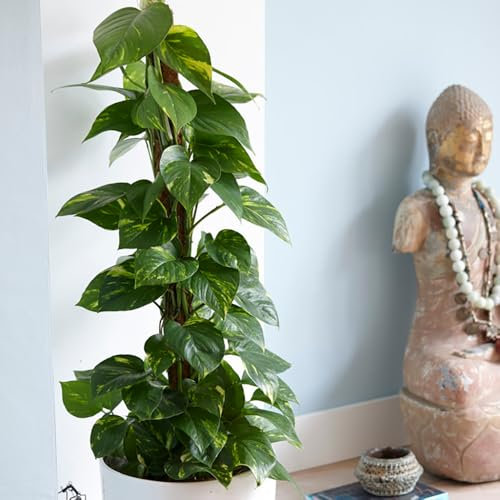YouGarden Epipremnum pinnatum 'Aureum' in 12cm Pot, Devils Ivy, Supplied as an Established Plant, Hanging House Plant for Indoors, Offices and Homes