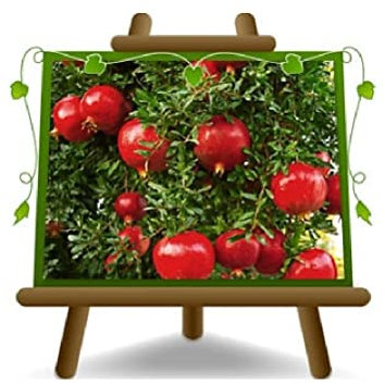 EURO PLANTS VIVAI Melograno Wonderfull Cespuglio Pianta da Frutto Altezza 60~80 cm Vaso ø 20 cm Età 2 Anni