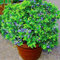 PERZOE 100 piezas de semillas de árboles de arándanos, deliciosa fruta en maceta Bonsai Home Garden Plant Semillas de arándanos