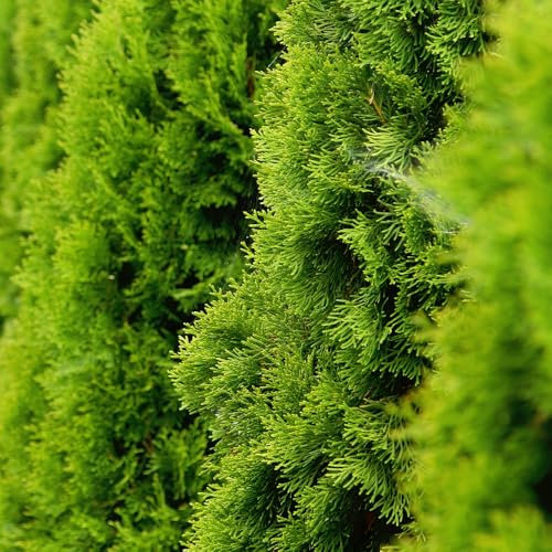 Thuja occidentalis 'Golden Smaragd' Evergreen Conifer with Bright Yellow-Green Foliage Ideal for Hedges and Vertical Features 2X 3 Litre Pots (25cm) by Thompson and Morgan