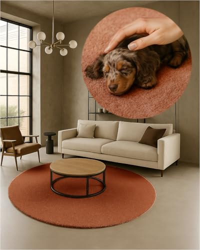 TEXMAXX Weicher Kurzflor Teppich Wohnzimmer mit rutschhemmender Rückseite (200 x 200 cm Rund) - Modern für Flur, Esszimmer und als Schlafzimmer Teppich in Kupfer - Waschbar bis 30 Grad