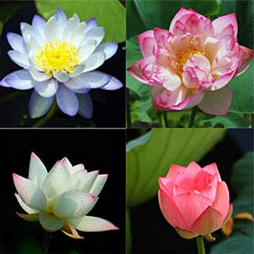 Oce180anYLVUK Lotus Seed Bowl, 1 Beutel Lotus Seed Mini Rare Flower Seeds Bowl Für Den Garten Schüssel Lotus Samen