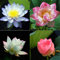 Oce180anYLVUK Lotus Seed Bowl, 1 Beutel Lotus Seed Mini Rare Flower Seeds Bowl Für Den Garten Schüssel Lotus Samen