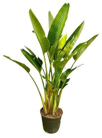 Baum-Strelitzie – Strelitzia Augusta mehrstämmig XXL – 225cm – Ø40cm – Weißer Paradiesvogel – Große Zimmerpflanze für Wohnzimmer, Büro & Wintergarten