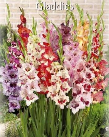 Bulbi Gladiolo Mixed 15x da vaso