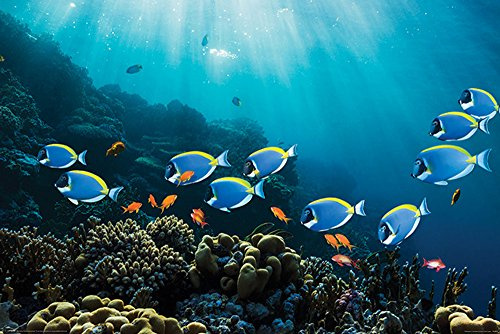 Sea Life - Surgeonfish & Goldies - Poster Foto Fische Korallenriff 91,5x61 cm + 1 Ü-Poster der Grösse 61x91,5cm