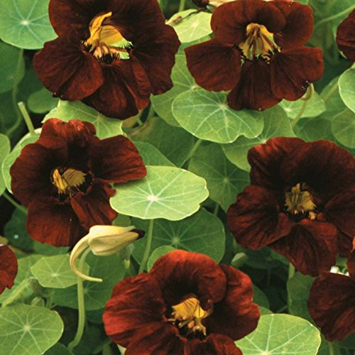 Nasturzio Black Velvet fiore/lunga fioritura reseeding annuo (30 semi)