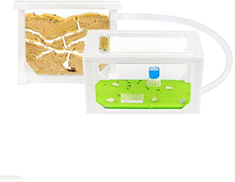 AntHouse - Formicaio di Sabbia | Kit Mini 3D (Sandwhich + Cassa di Foraggiamento) | Fattoria di Formiche Bianco| Fromiche Incluse