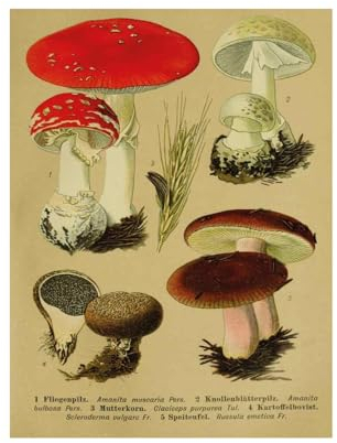 Close Up Vintage Lehrposter Kunstdruck | Fliegenpilz. | Wanddekoration im Antik Look | (30cm x 40cm)