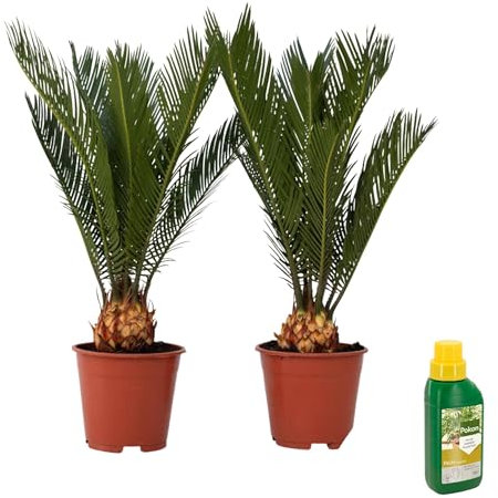 Plant in a Box - Sagittarius Revoluta - Cycas Revoluta - Lot de 2 - Hauteur 45-60cm - Pot 15cm