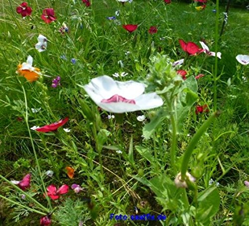 Blumenrasen Blumenwiese für ca 1000m² mit Grassamen