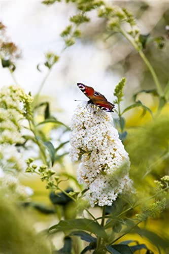 Schmetterlingsflieder Buddleja davidii Peace 40-60 cm winterhart | Duftende weiße Blüten, lockt Schmetterlinge und Bienen, sonniger Standort, schnittverträglich, ideal für Beet und Kübel