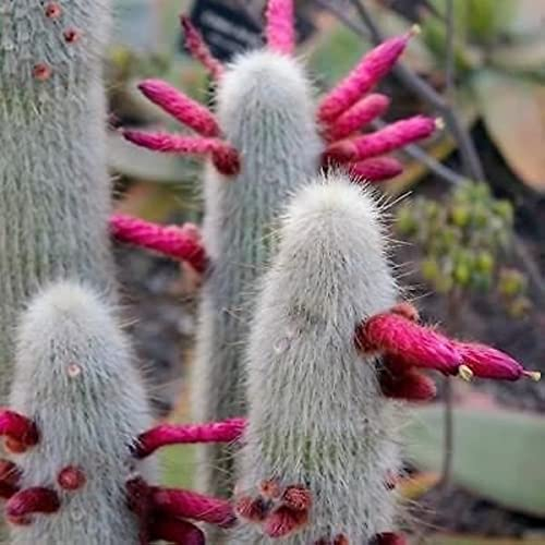 Kaktus Pflanze Samen Cleistocactus Strausii Pflanzen Garten Bodendecker Winterhart MehrjäHrig Cactus Pflanzen ZüChten Cactus Blossoms Winterharte KüBelpflanzen 250 StüCke