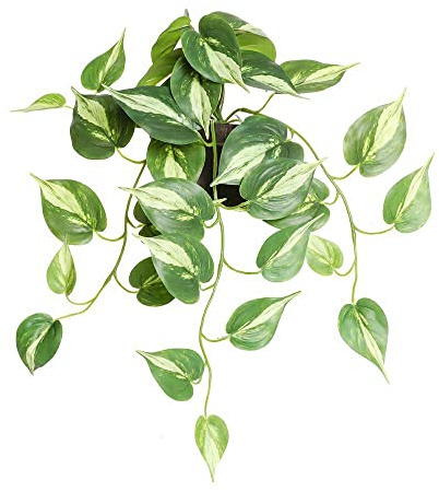 Artificial Pothos Plant | Realistic Fake Hanging Plant, Variegated Devil's Ivy Vine in Decorative Black Pot