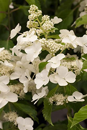 Hydrangea paniculata 'Levana' 30-40 cm - Rispenhortensie, weiße Blüten, Blütezeit Juli-September, ideal für Rabatten, bienenfreundlich, winterhart